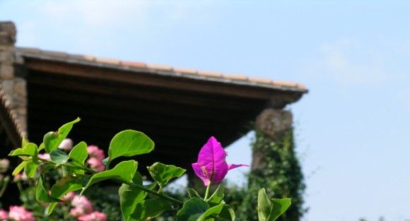 Il particolare