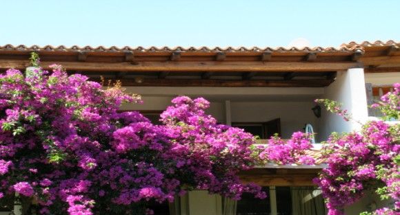 Bouganville